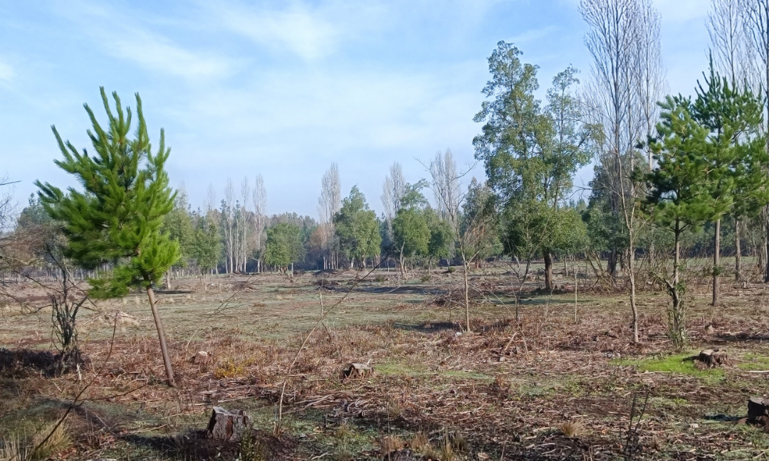 Parcelas Santa Clara
